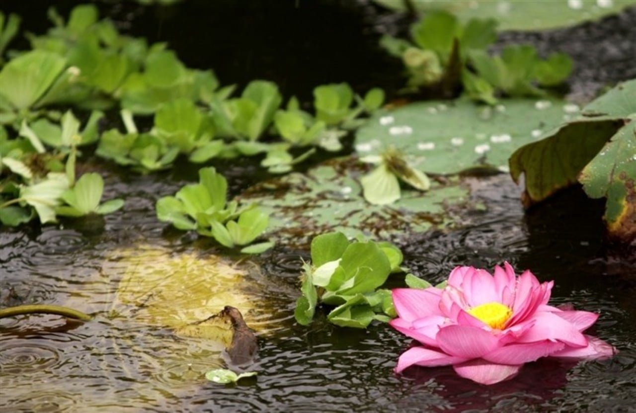 Không cười người nghèo để giữ lòng nhân ái, không cười thiên tai để tôn trọng sự sống, không cười khuyết điểm để xây dựng hòa hợp. (Ảnh minh họa)