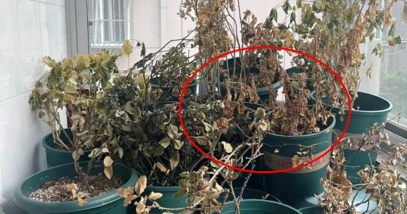 Cây chết nên vứt đi kéo xui xẻo vào nhà.