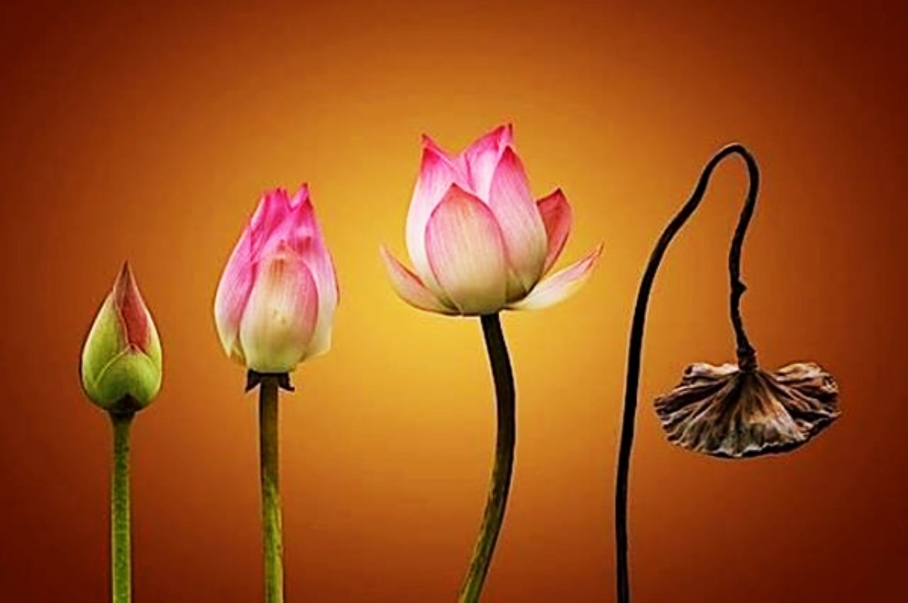 Dù bạn là ai, giàu hay nghèo đến đâu đều không thể thoát khỏi 5 loại “Nhân quả” này. (Ảnh minh họa)