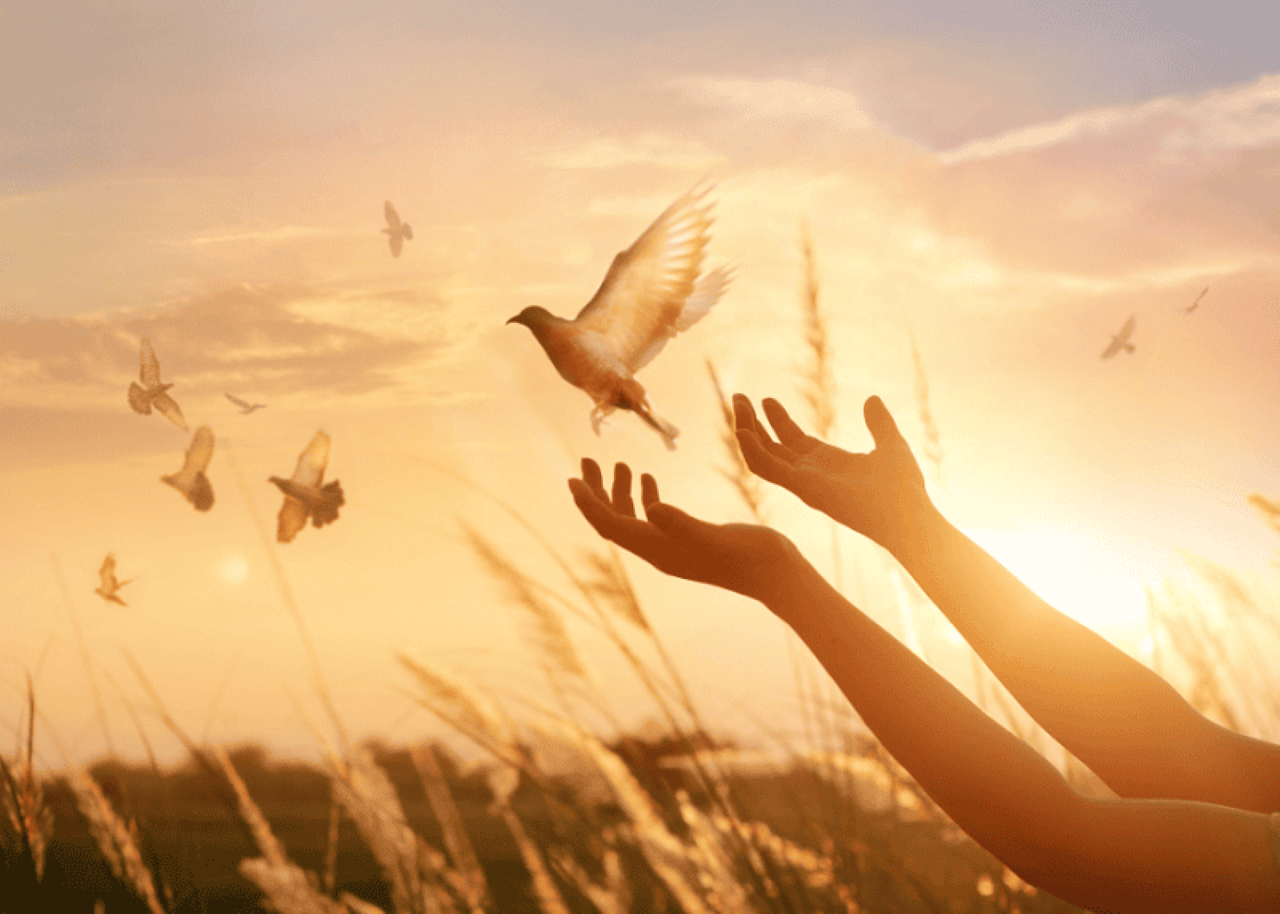  7 trường hợp không nên sát sinh theo lời Phật dạy, thay vào đó hãy phóng sinh, ăn chạy niệm phật để tu thân tích đức. (Ảnh minh họa)