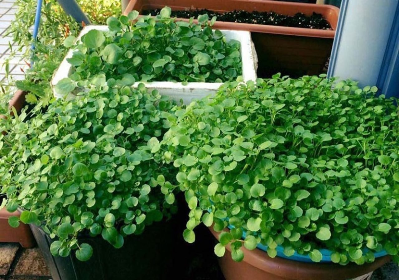 Một trong những lý do chính khiến cải xoong được nhìn nhận là tốt cho xương khớp là nhờ hàm lượng vitamin K rất cao.