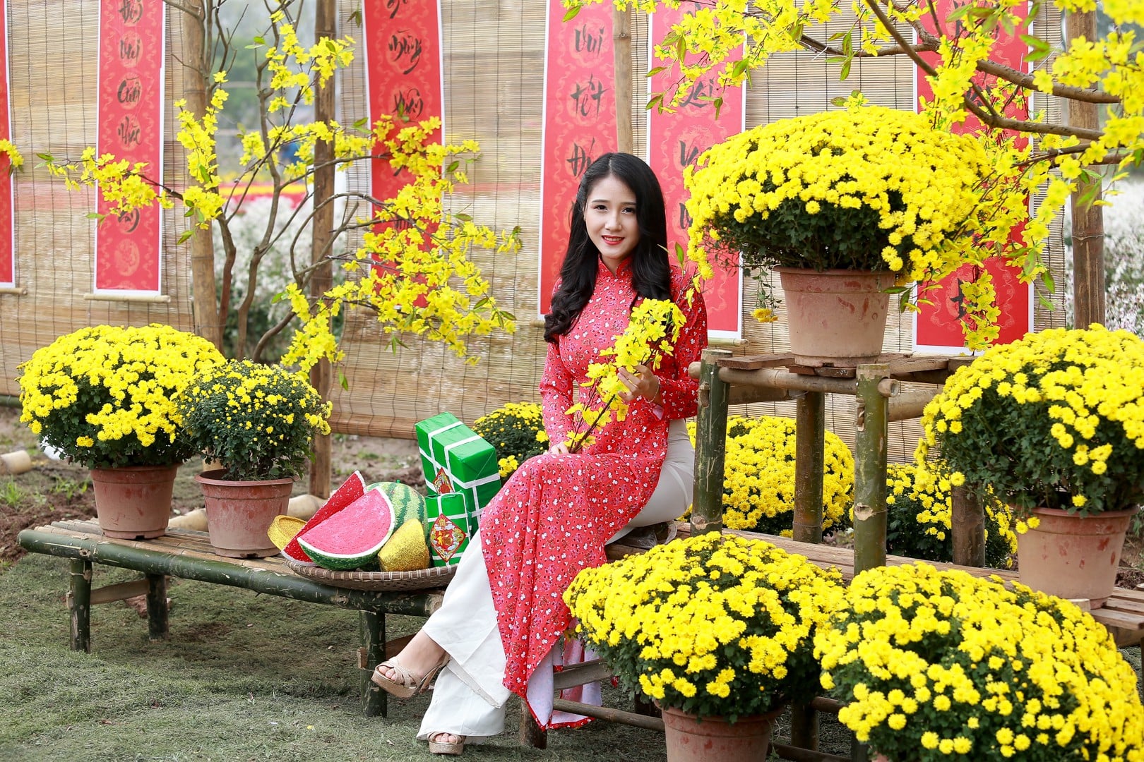 Cúc mâm xôi được ưa chuộng để chưng Tết. (Ảnh minh họa)