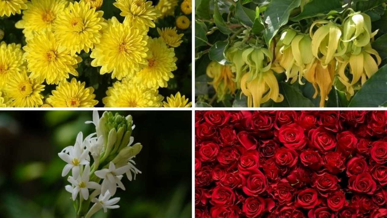 Các loại hoa, quả cúng Rằm tháng Giêng được ưa chuộng