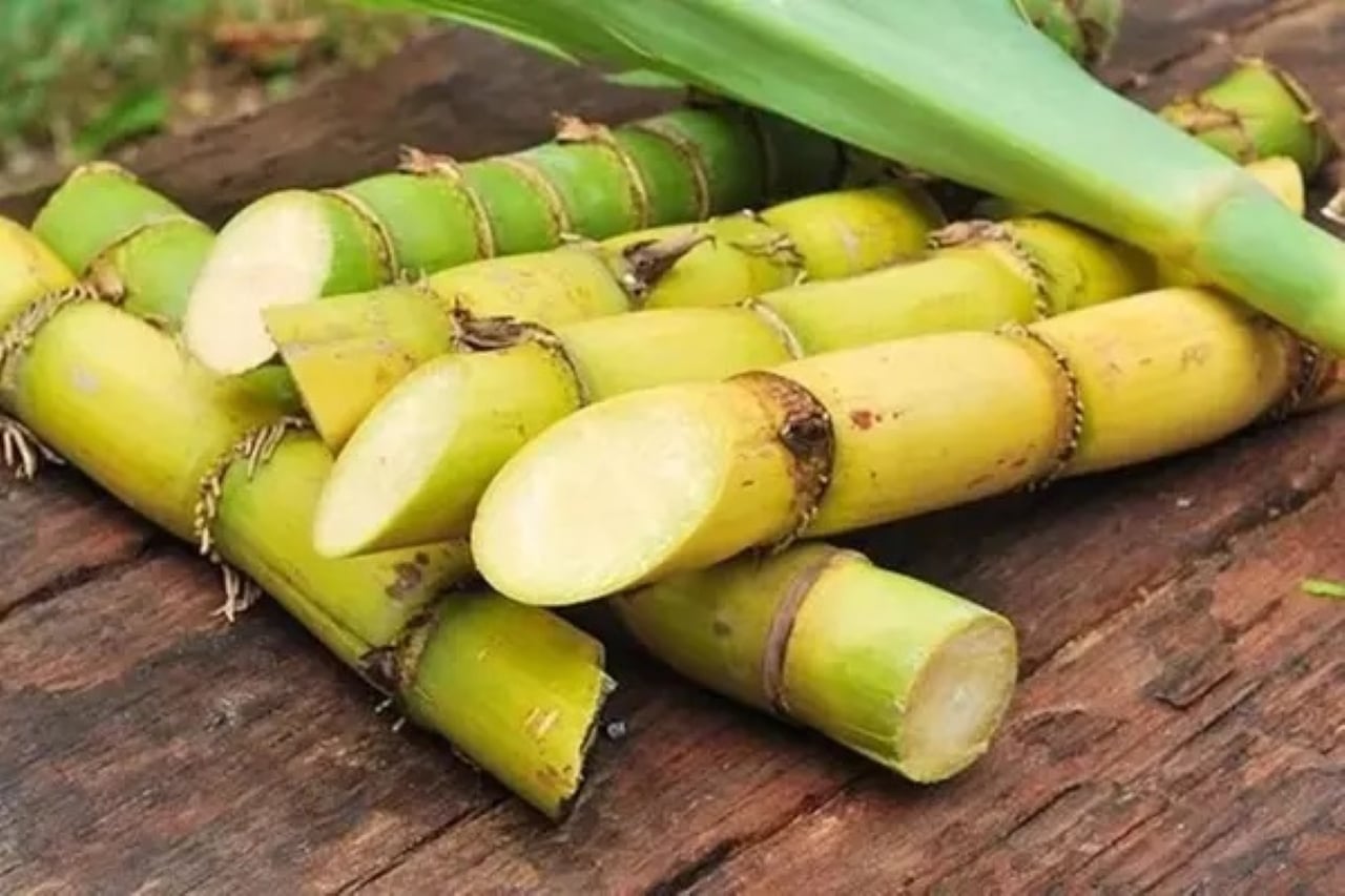 Hợp chất có trong cây mía không chỉ mang lại giá trị dinh dưỡng mà còn có thể giúp dưỡng gan, bổ thận.