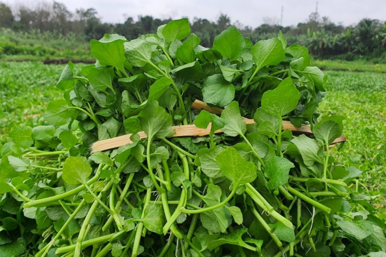 Rau cải xoong là loại rau giàu dinh dưỡng được khuyên nên bổ sung vào bữa ăn. (Ảnh minh họa)