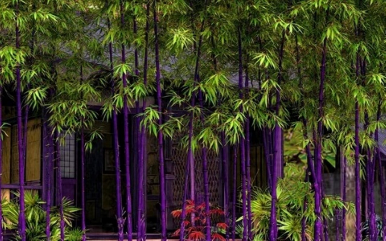 Nhiều gia đình giàu có trồng tre tím không phải để 