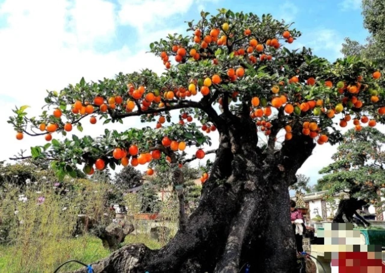 Hồng đá cổ thục được tạo dáng bonsai rất đẹp mắt