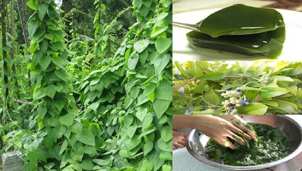 Thạch sương sâm là món ăn được nhiều người ưa chuộng vào mùa hè nóng bức