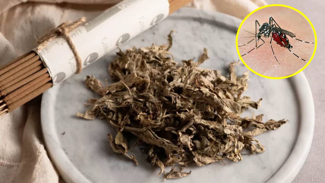 Đặt nắm lá này trong phòng, muỗi chạy sạch, nhà lúc nào cũng thơm tho