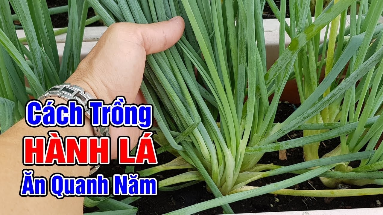 Cách trồng hành nhanh đẻ nhánh, cây khỏe lá ra quanh năm
