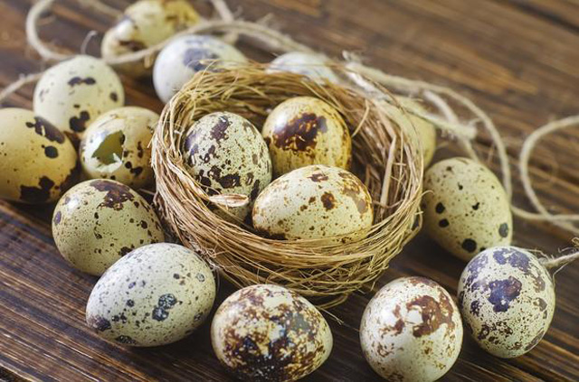5 lợi ích tuyệt vời của trứng cút - Ảnh 1.