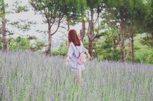 Lavender-Da-Lat-e1504781159187