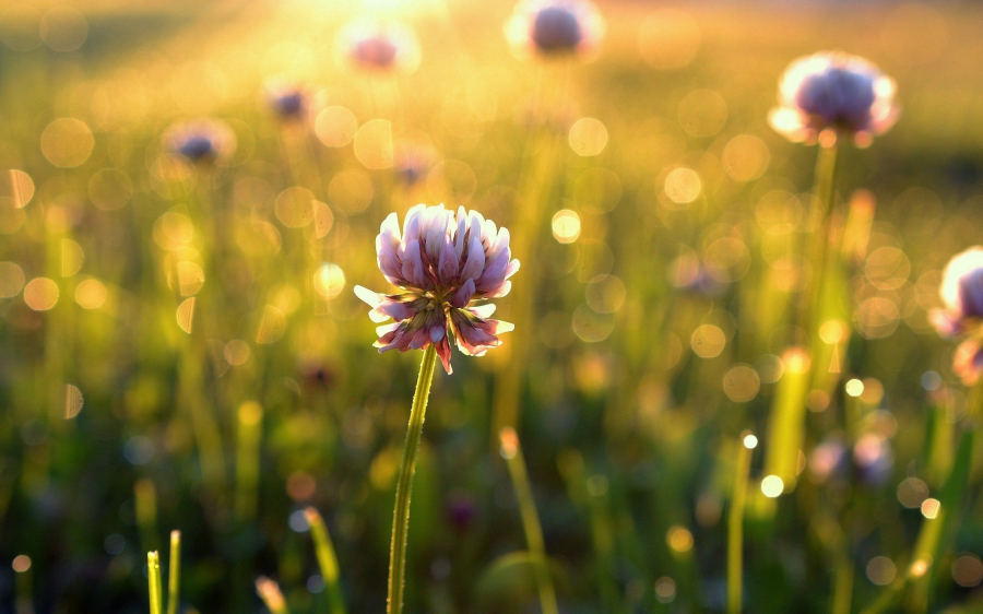 morning-flower