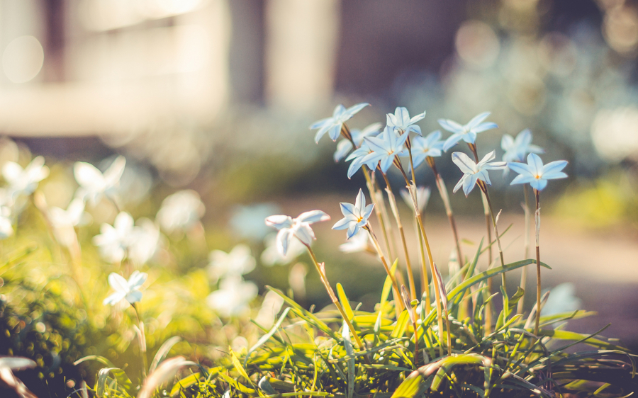 mrtelasm-91-beautiful-flower-wallpapers-2560x1600-063