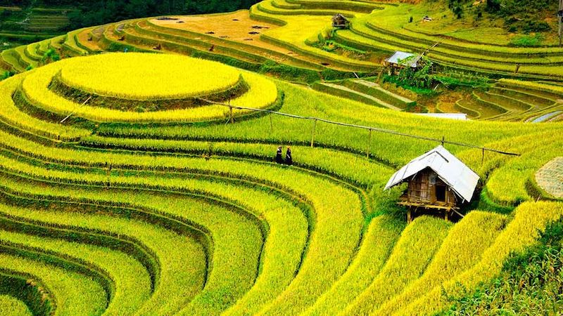 Vietnam-agriculture-