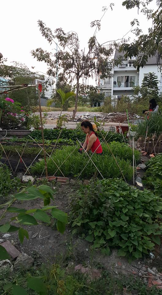 Bà Ngọc Hương tận dụng đất trống quanh nhà để trồng thêm rau sạch phục vụ bữa ăn gia đình.