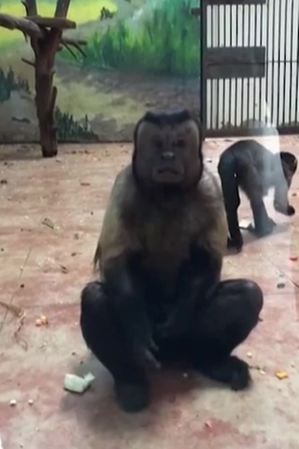 Chú khỉ dường như đang lo lắng điều gì đó.