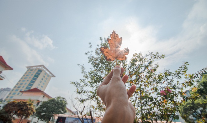 Dưới ánh nắng của mùa thu Hà Nội, hàng cây phong lá đỏ thực sự lãng mạn và nhận được cảm tình của người dân. Họ hy vọng, thảm thực vật này sẽ mang lại giá trị thẩm mỹ cao cho những tuyến đường nội đô.Nhiều lá cây bị 