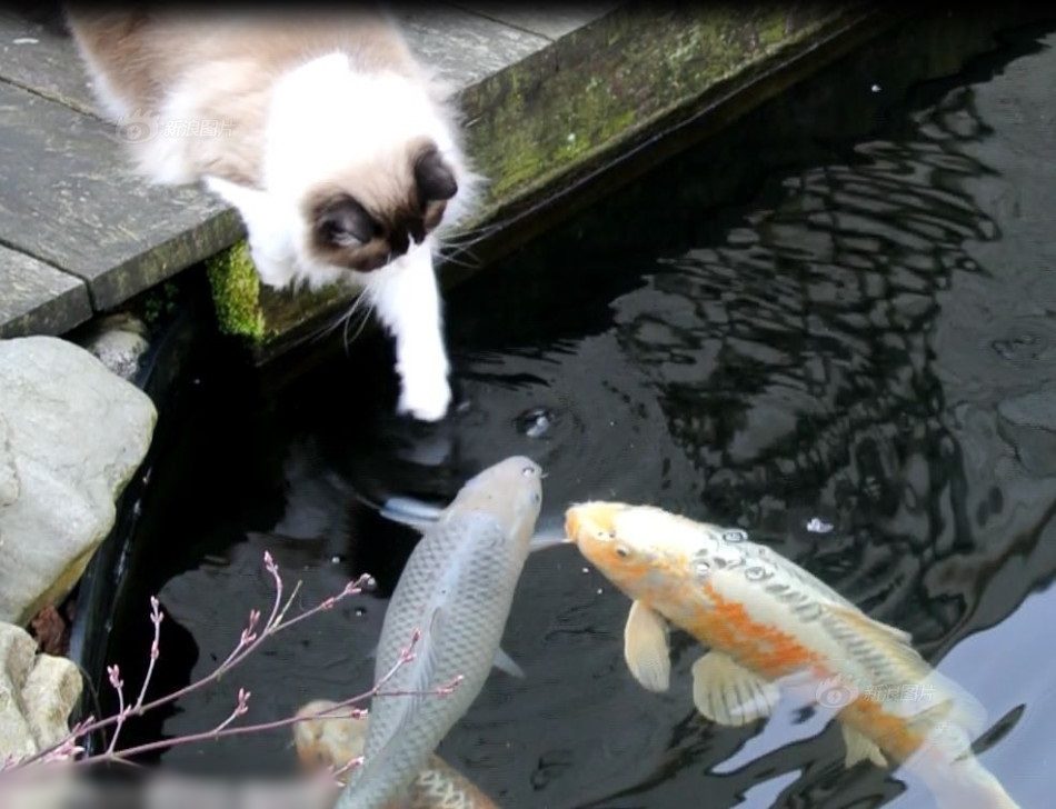 Tình bạn mèo và đàn cá làm cho trải nghiệm của bạn trở nên thú vị hơn bao giờ hết. Hình ảnh đáng yêu và dễ thương của các chú mèo và đàn cá sẽ tạo cảm hứng cho bạn muốn có một tình bạn đẹp như vậy của chúng.