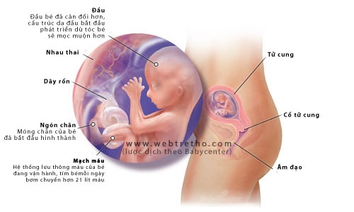 su-phat-trien-cua-thai-nhi-thang-thu-4