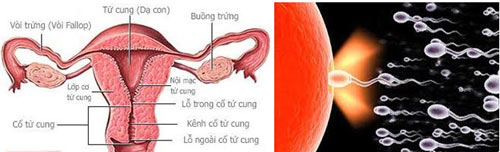 Thời điểm rụng trứng