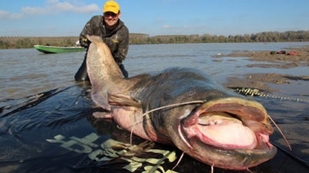 cá trê khổng lồ dài 2m