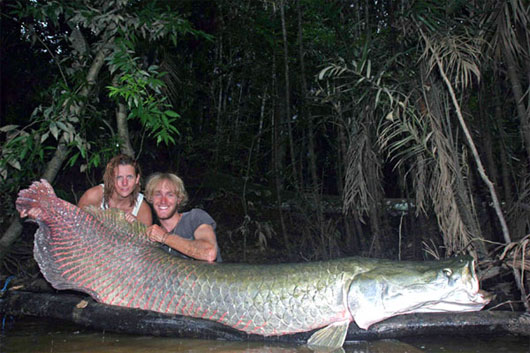 loài thủy quái đáng sợ nhất Amazon