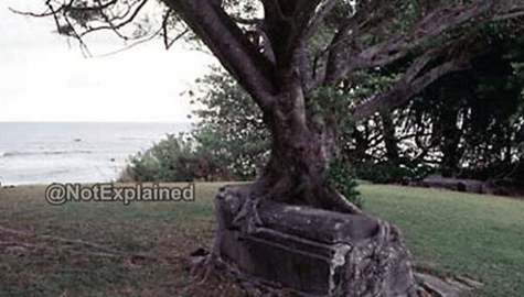 Ngôi mộ mọc ra ở giữa thân cây đa 