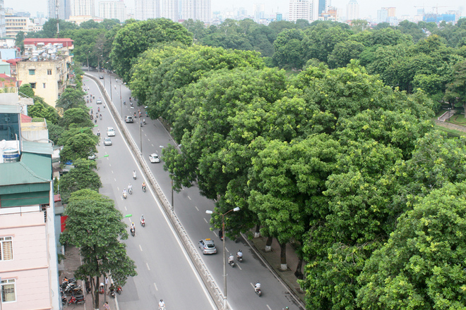 chặt cây làm đường sắt