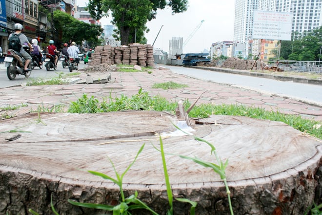 chặt cây làm đường sắt