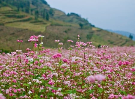 hoa tam giác mạch