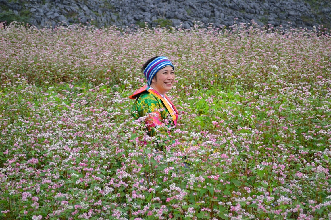 hoa tam giác mạch