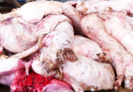 Gần 500kg lợn hôi thối được phát hiện 