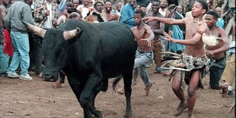 Con bò sẽ bị đuổi rồi cắt bộ phận sinh dục làm lễ tế