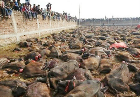 Nhiều con vật bị giết chết để tế lễ