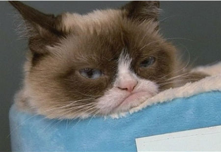Mèo Tardar Source gây sốc cộng đồng mạng vì khuôn mặt cau có