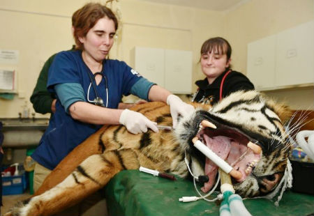 Các bác sĩ tiến hành gây mê trước khi phẫu thuật cho hổ