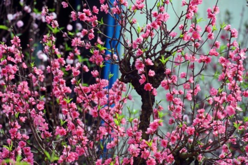 Những cánh hoa đào xinh đẹp đang chờ đón bạn khám phá. Với sắc hồng nhẹ nhàng và tinh tế, chúng sẽ tạo nên một không gian lãng mạn và đậm chất Xuân Tân Sửu. Hãy dành thời gian để tận hưởng vẻ đẹp độc đáo của hoa đào!