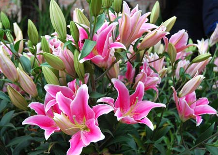 5 loại hoa ngày tết có khả năng khử độc trong nhà hiệu quả