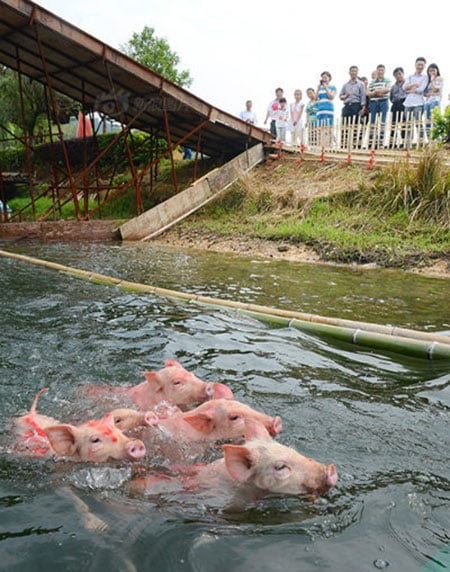 Mô tả ảnh.