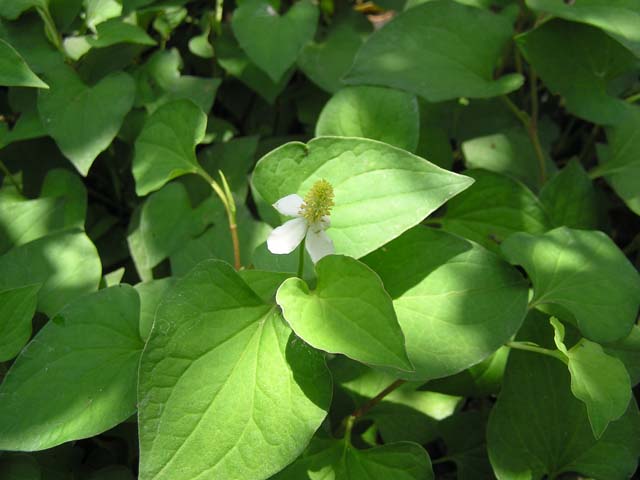 giảm béo bụng 