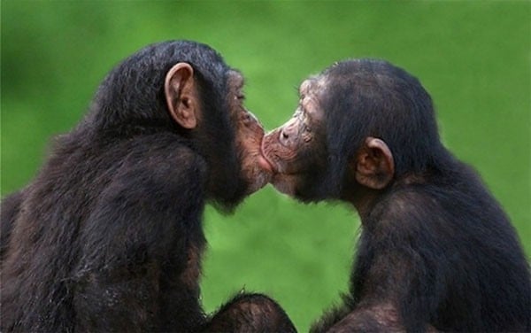Hôn nhau không chỉ là đặc quyền con người. Không chỉ có loài người mới có thể hôn nhau, động vật cũng thể hiện tình cảm đầy ngọt ngào và mê hoặc. Điều đó hẳn sẽ khiến bạn thấy động vật cũng giống như chúng ta.