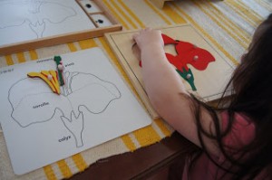 Học tiếng Anh theo phương pháp Montessori