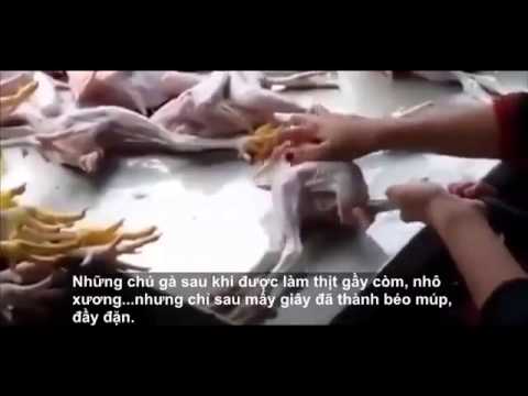 gà tiêm hóa chất gầy thành béo 2