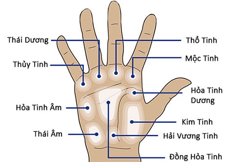 Tìm hiểu về các gò trên bàn tay