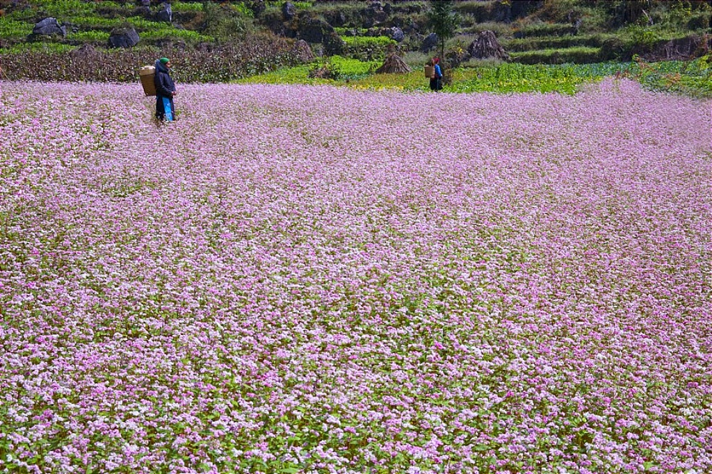 Những cánh đồng hoa đẹp nhất Việt Nam 1