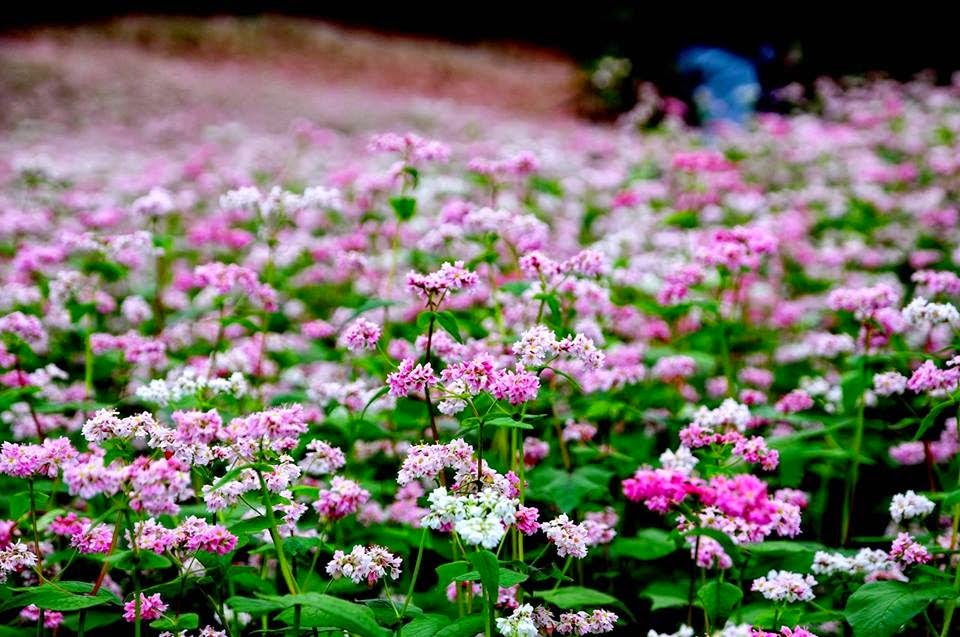 Những cánh đồng hoa đẹp nhất Việt Nam 2