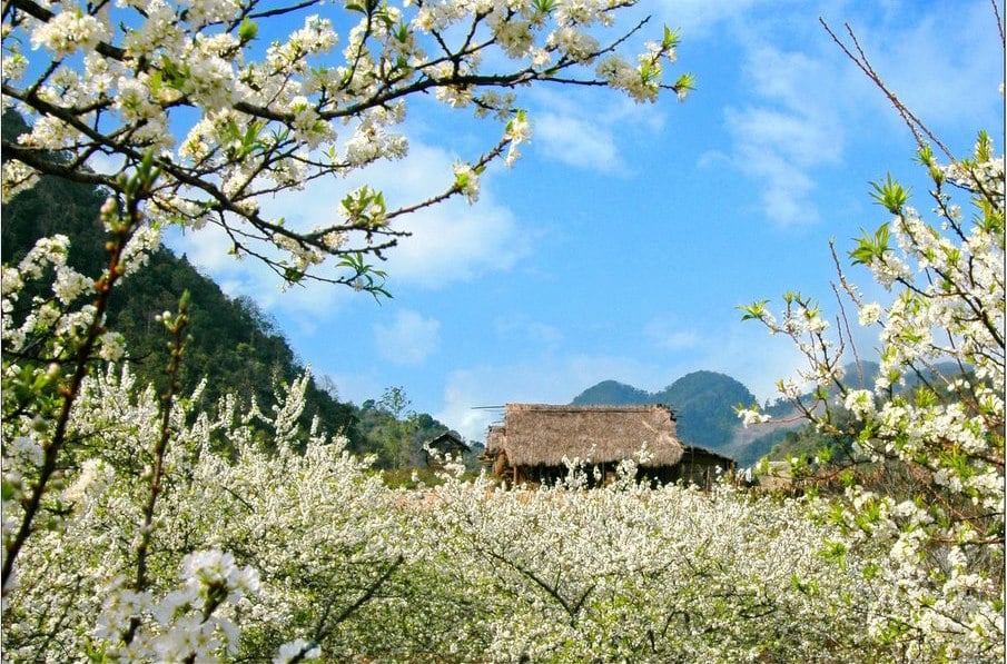 Những cánh đồng hoa đẹp nhất Việt Nam 5