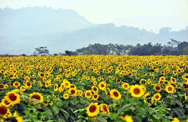 Những cánh đồng hoa đẹp nhất Việt Nam 10