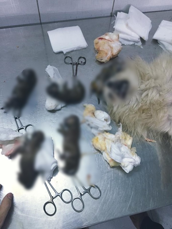 Camera phường ghi lại hình ảnh kẻ tình nghi đã hạ độc 15 chú chó